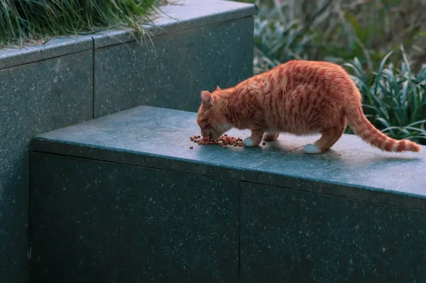 Gato comendo ração